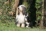 BEARDED COLLIE 390